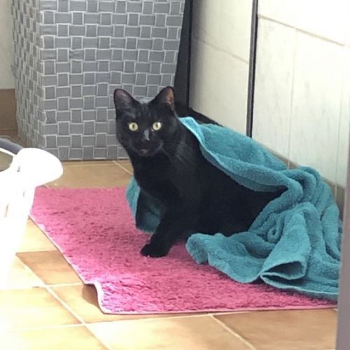 Bagheera Bagheera