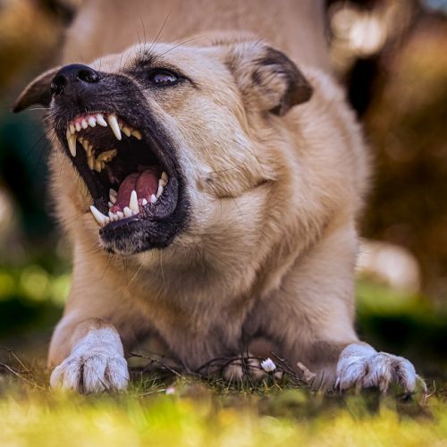 Comprendre la Rage : Approche Scientifique et Médicale Comprendre la Rage : Approche Scientifique et Médicale