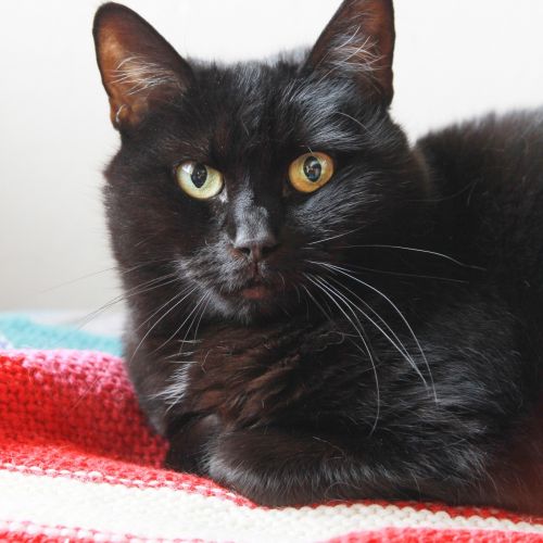 #BE2311086 - Chat à adopter #BE2311086 - Chat à adopter