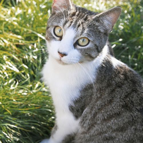 #BE2311087 - Chat à adopter #BE2311087 - Chat à adopter