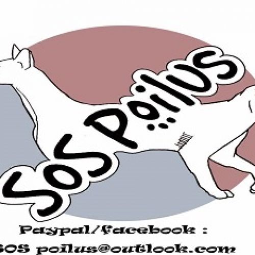 Sos Poilus Sos Poilus
