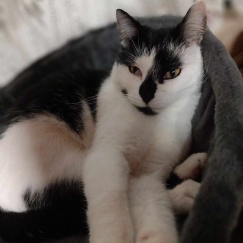 #BE2311054 - Chat à adopter #BE2311054 - Chat à adopter
