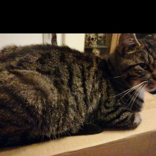 #BE2311181 - Chat à adopter #BE2311181 - Chat à adopter