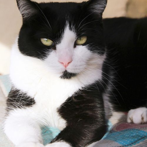 #BE2311190 - Chat à adopter #BE2311190 - Chat à adopter