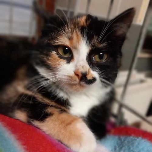#BE2311192 - Chaton à adopter #BE2311192 - Chaton à adopter