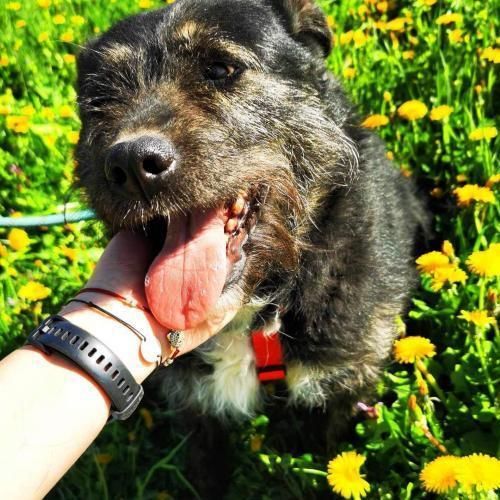 .#BE2411569 - Chien à adopter .#BE2411569 - Chien à adopter