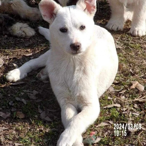 #BE2411649 - Chien à adopter #BE2411649 - Chien à adopter