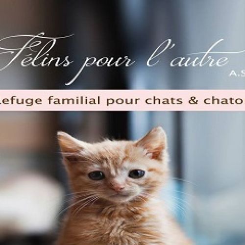 Félins pour l'Autre Félins pour l'Autre
