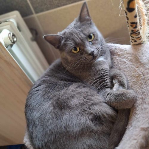 #BE2411773 - Chat à adopter #BE2411773 - Chat à adopter