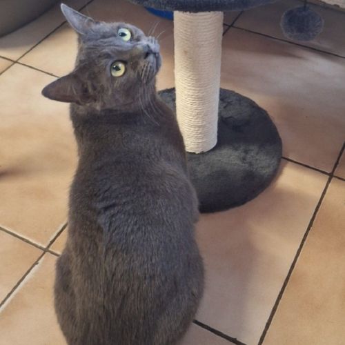 #BE2411773 - Chat à adopter #BE2411773 - Chat à adopter
