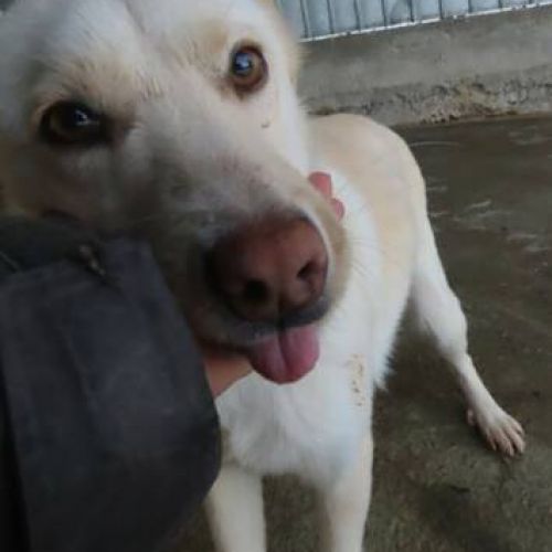 #BE2411826 - Chien à adopter #BE2411826 - Chien à adopter