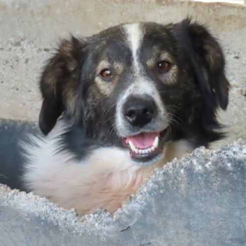 #BE2411837 - Chien à adopter #BE2411837 - Chien à adopter