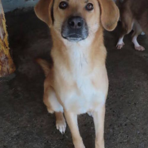 #BE2411838 - Chien à adopter #BE2411838 - Chien à adopter