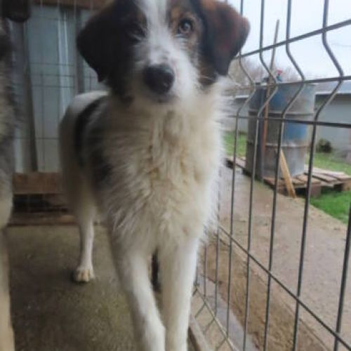#BE2411839 - Chien à adopter #BE2411839 - Chien à adopter