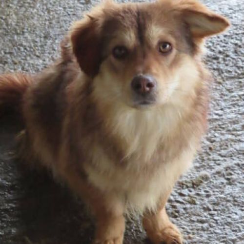 #BE2411841 - Chien à adopter #BE2411841 - Chien à adopter