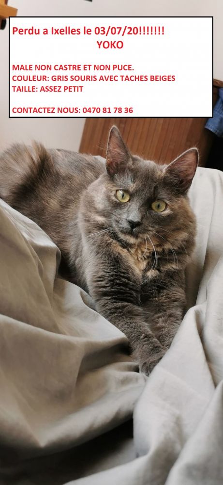 Chat Perdu A Ixelles Animalweb