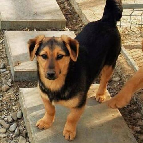 #BE2411857 - Chien à adopter #BE2411857 - Chien à adopter