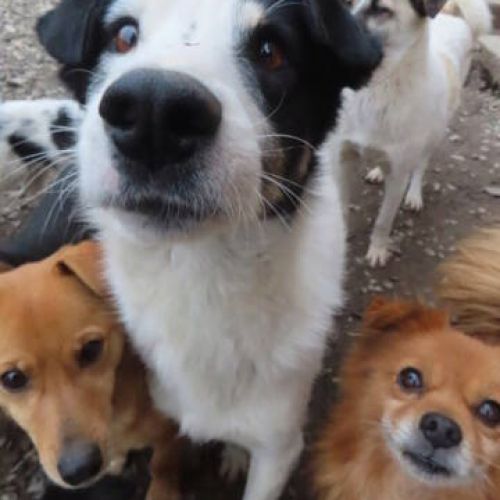 #BE2411861 - Chien à adopter #BE2411861 - Chien à adopter