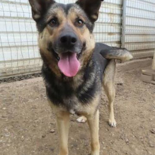 #BE2411878 - Chien à adopter #BE2411878 - Chien à adopter