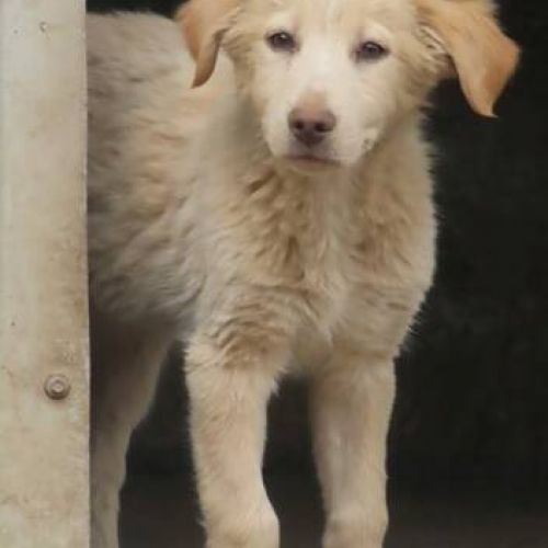 #BE2411900 - Chien à adopter #BE2411900 - Chien à adopter