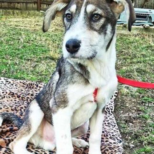 #BE2411906 - Chien à adopter #BE2411906 - Chien à adopter