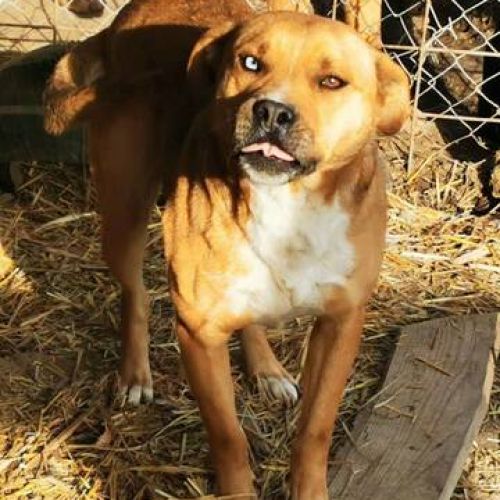 #BE2411919 - Chien à adopter #BE2411919 - Chien à adopter