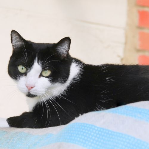 #BE2411962 - Chat à adopter #BE2411962 - Chat à adopter
