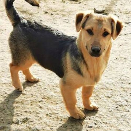 #BE2411968 - Chien à adopter #BE2411968 - Chien à adopter