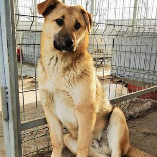 #BE2411969 - Chien à adopter #BE2411969 - Chien à adopter