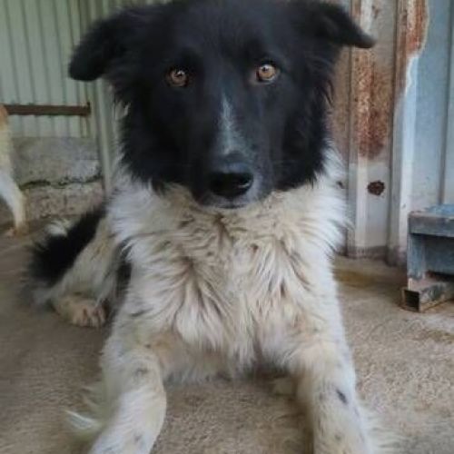#BE2411970 - Chien à adopter #BE2411970 - Chien à adopter