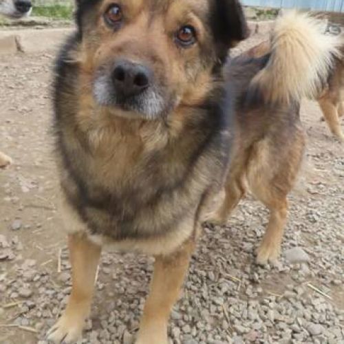 #BE2411988 - Chien à adopter #BE2411988 - Chien à adopter