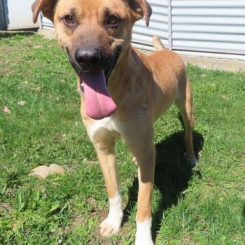 #BE2411990 - Chien à adopter #BE2411990 - Chien à adopter