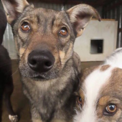 #BE2411992 - Chien à adopter #BE2411992 - Chien à adopter