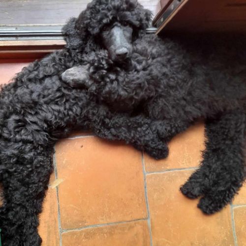 #BE2312025 - Chiot à vendre #BE2312025 - Chiot à vendre