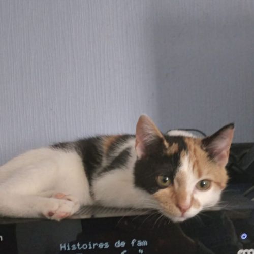 #BE2412028 - Chat perdu