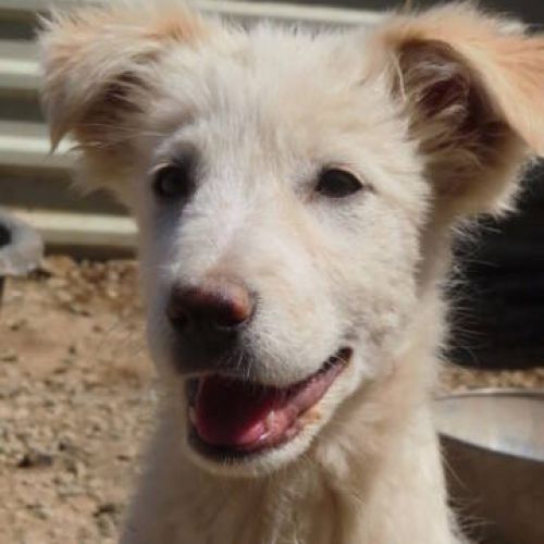 #BE2412037 - Chien à adopter #BE2412037 - Chien à adopter