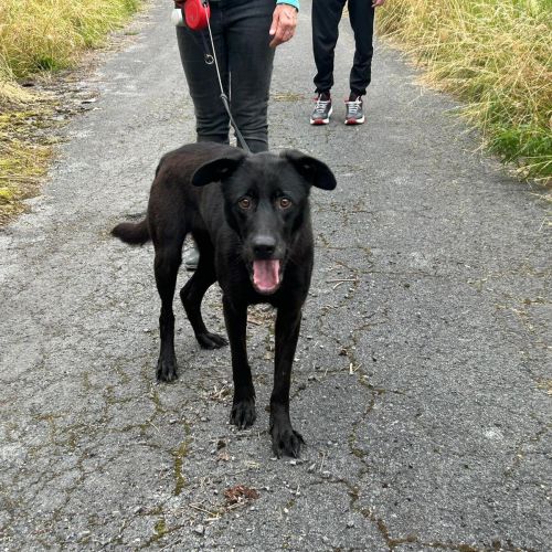 #BE2412039 - Chien à Adopter #BE2412039 - Chien à Adopter