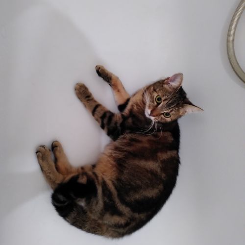 #BE2412040 - Chat perdu