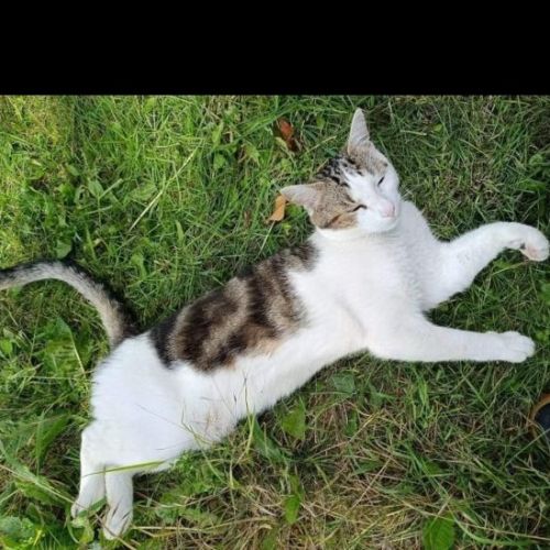 #BE2412044 - Chat perdu