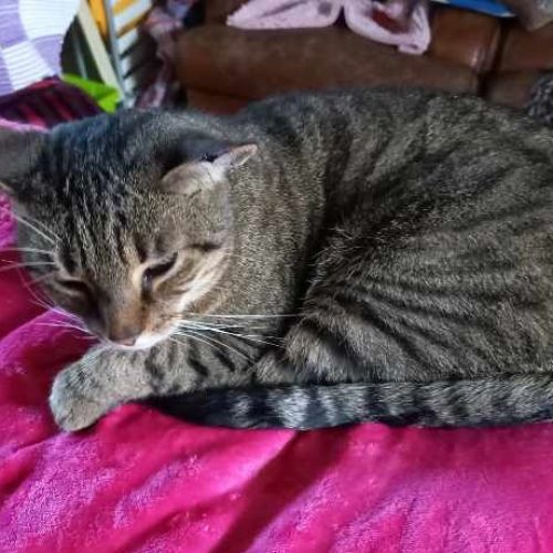 #BE2412045 - Chat perdu #BE2412045 - Chat perdu