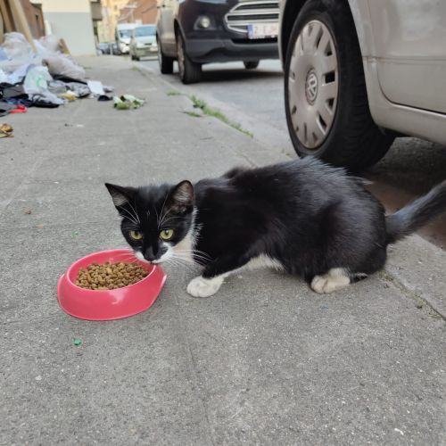 #BE2412048 - Chat trouvé #BE2412048 - Chat trouvé
