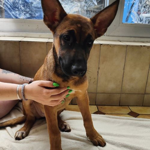 #BE2312049 - Chiots à vendre #BE2312049 - Chiots à vendre