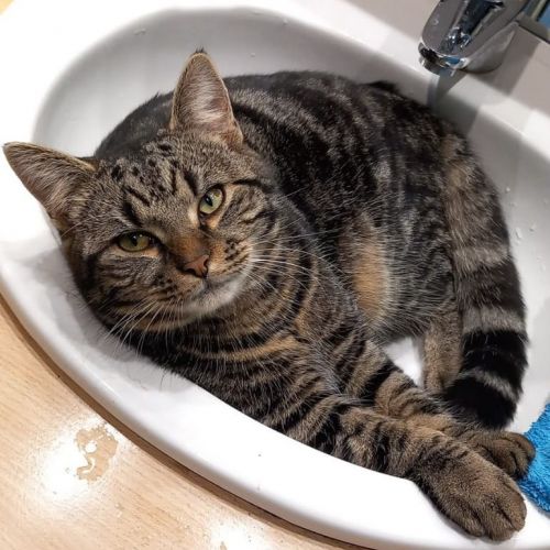 #BE2412051 - Chat perdu #BE2412051 - Chat perdu