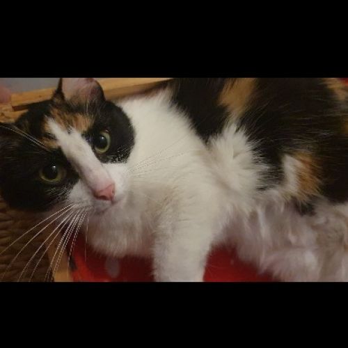 #BE2412052 - Chat perdu #BE2412052 - Chat perdu
