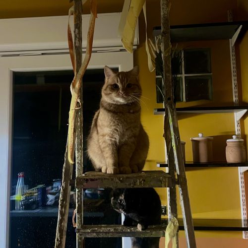 #BE2412060 - Chat perdu