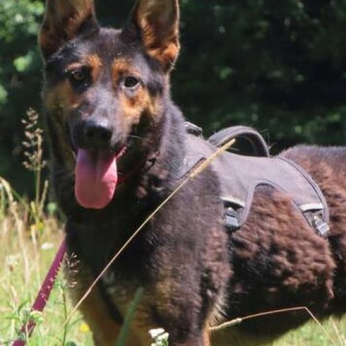 #BE2412067 - Chien à adopter #BE2412067 - Chien à adopter