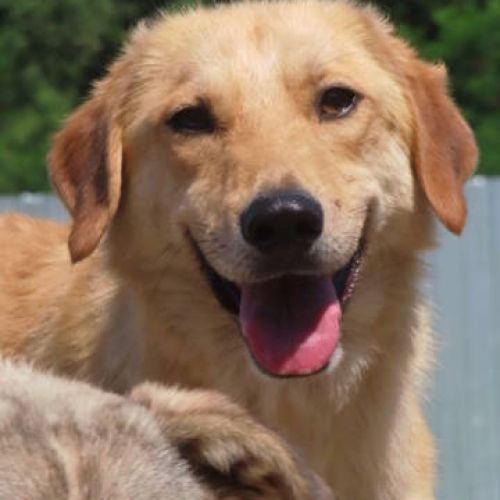 #BE2412068 - Chien à adopter #BE2412068 - Chien à adopter