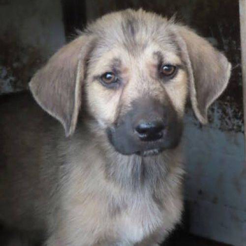 #BE2412115 - Chien à adopter #BE2412115 - Chien à adopter