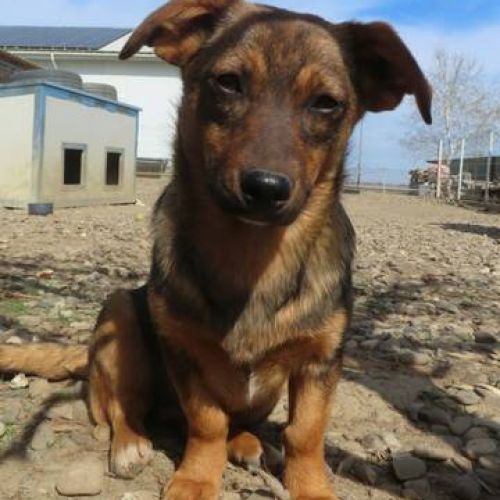 #BE2412121 - Chien à adopter #BE2412121 - Chien à adopter