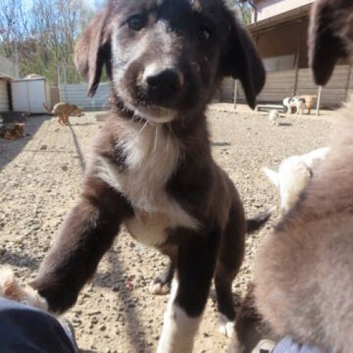 #BE2412122 - Chien à adopter #BE2412122 - Chien à adopter